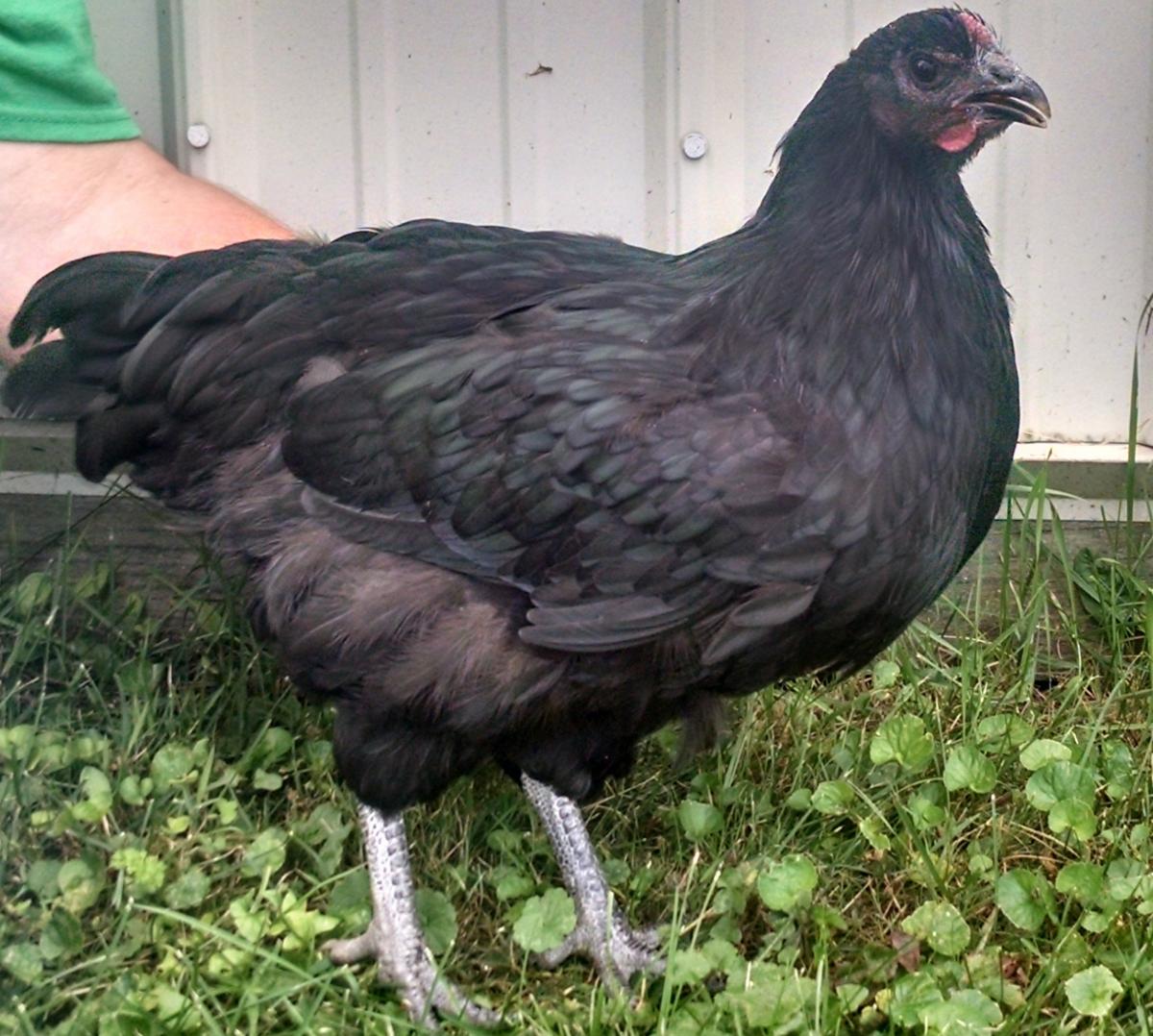 what is the best chicken breed for beginners