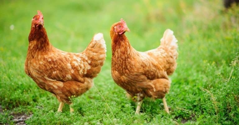 green muscle disease in chicken