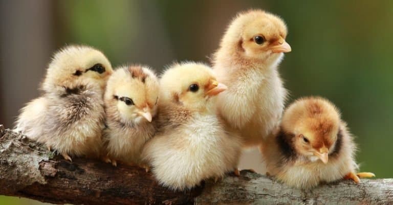 which chicken breed grows fastest