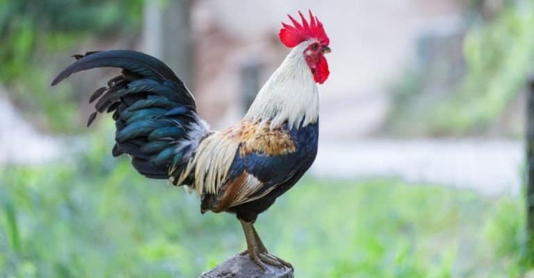 what breed of chicken is used for broilers?