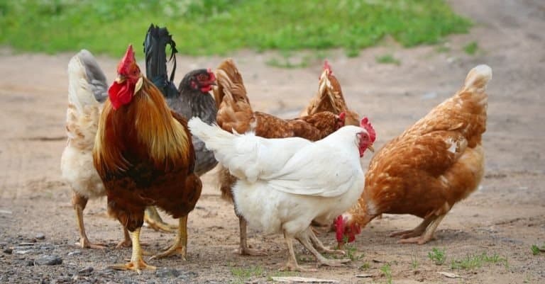 chicken respiratory disease symptoms