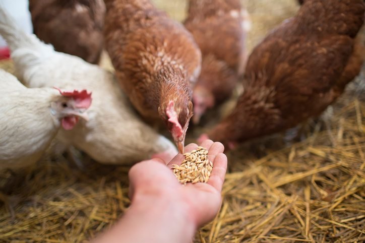 how to feed scratch and pecks chicken feed