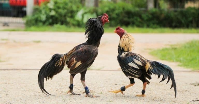 what is the best backyard chicken breed