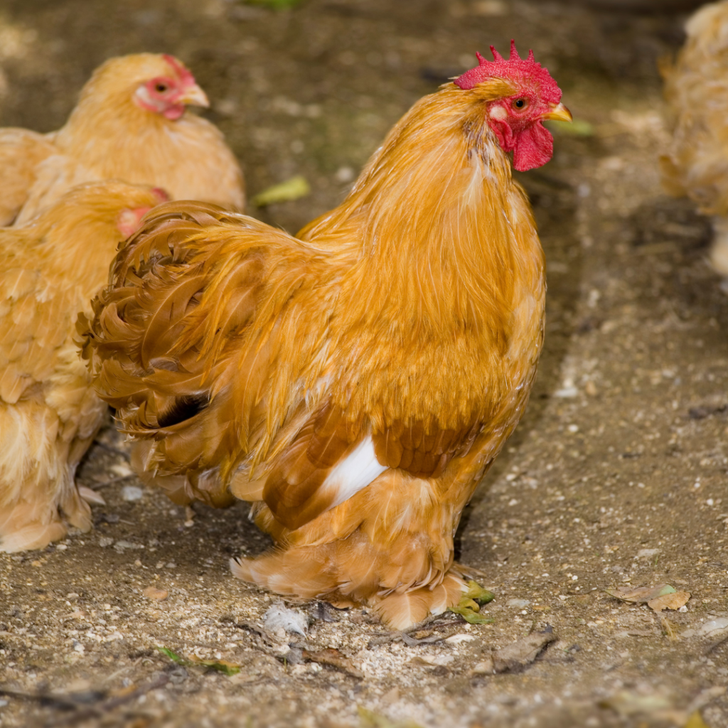 what is the tallest chicken breed