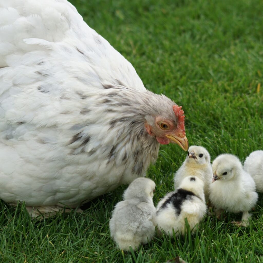 how to care for an injured chicken