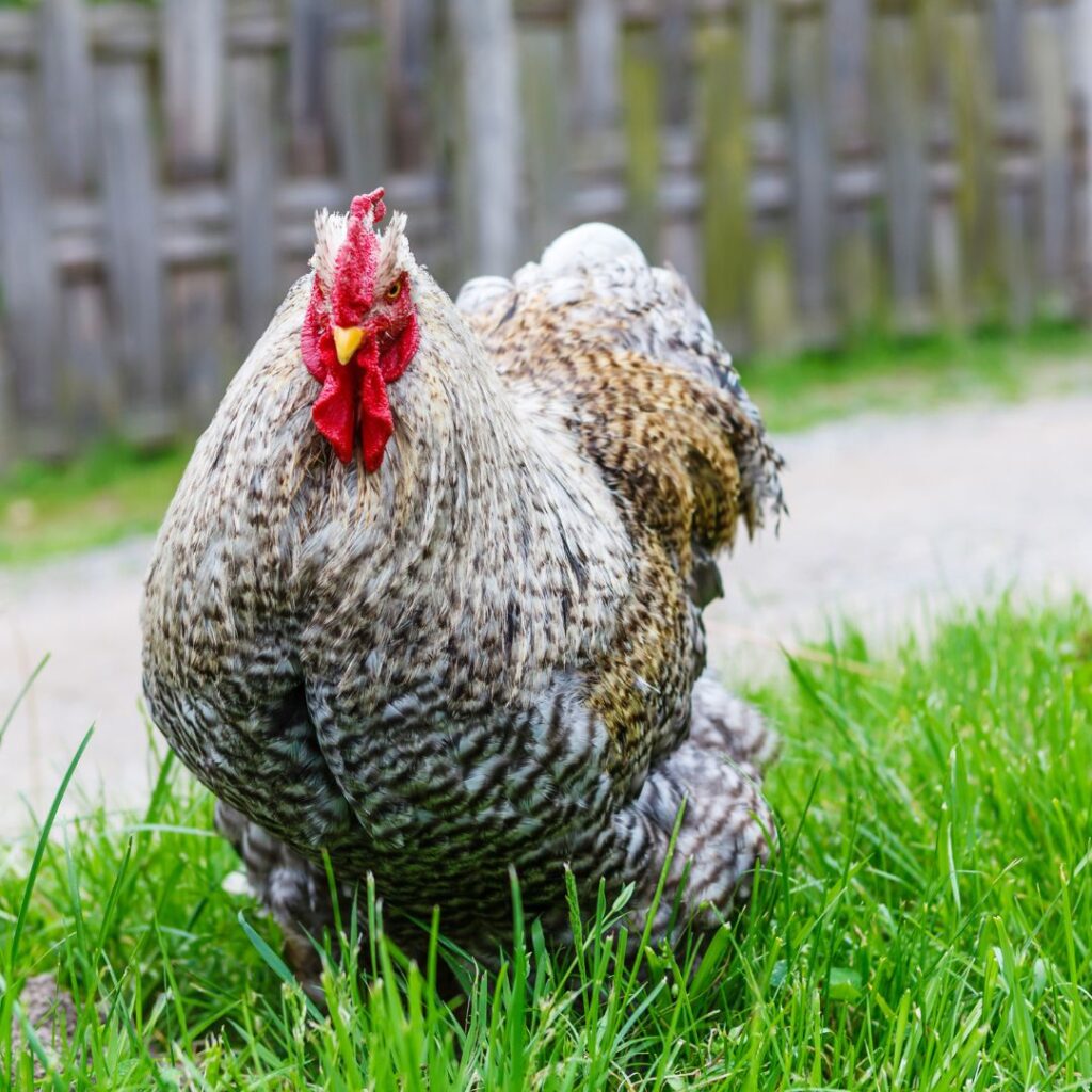 what breed of chicken lays speckled eggs