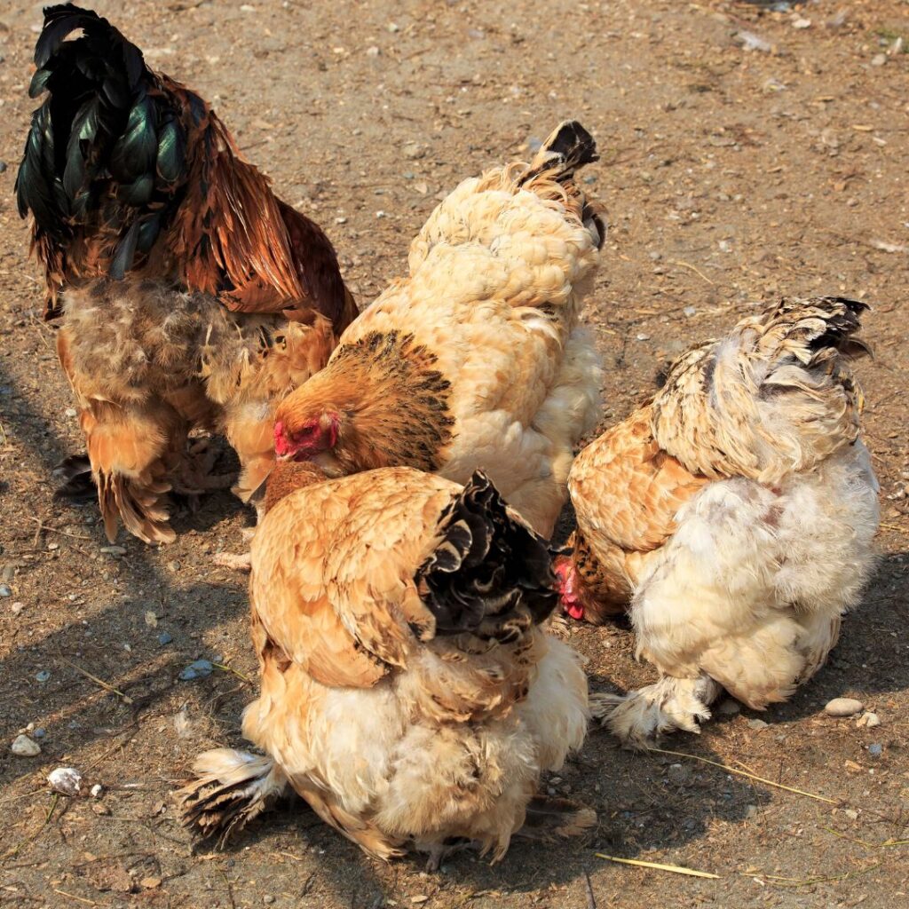 what is the best backyard chicken breed