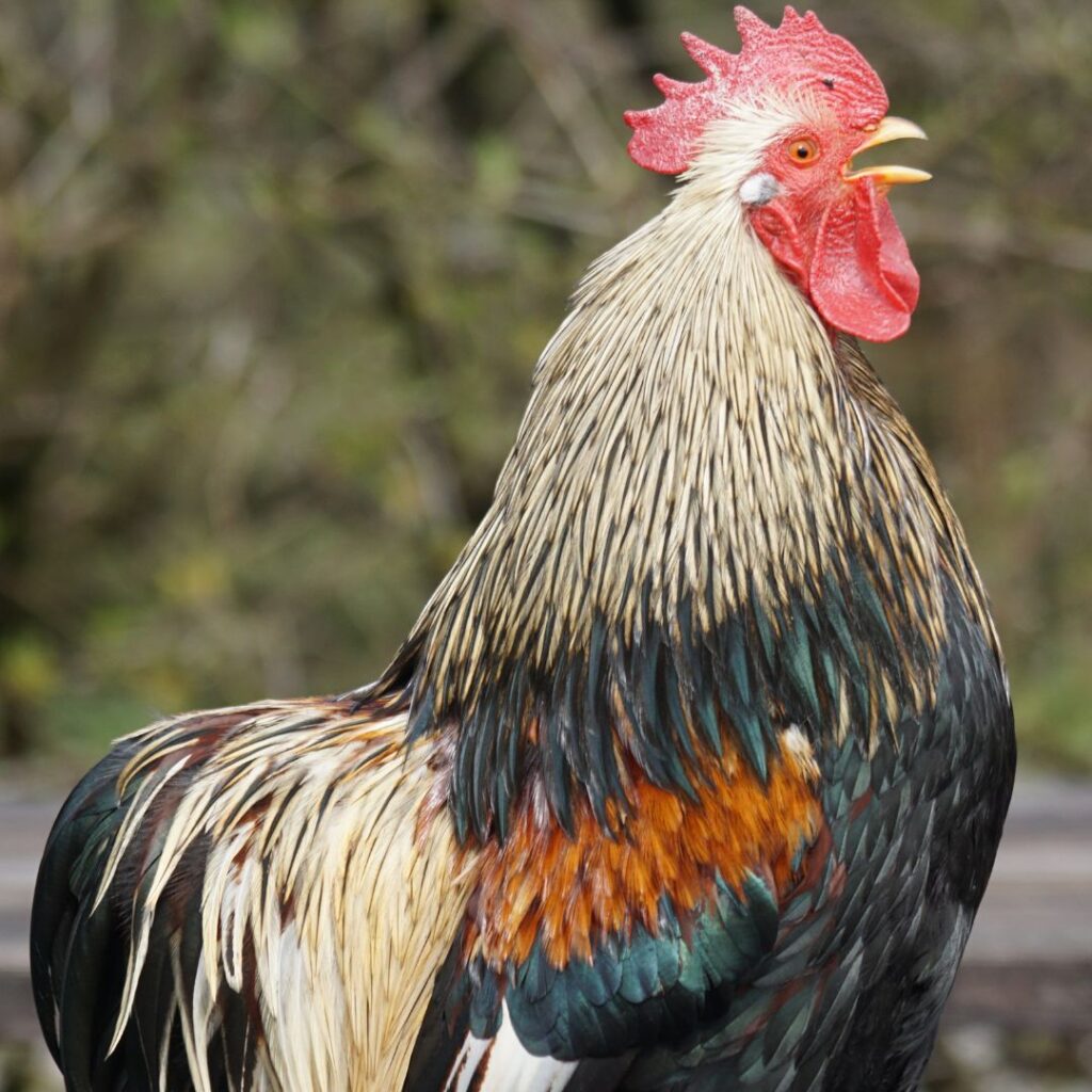 what breed of chicken is black and white