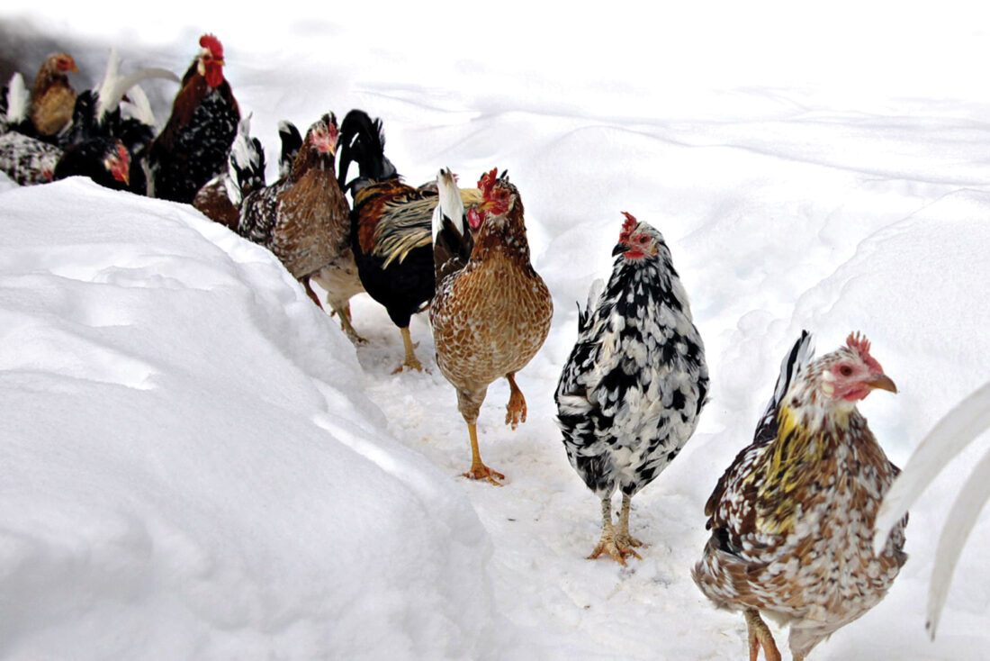 which breed of chicken can tolerate high temperatures