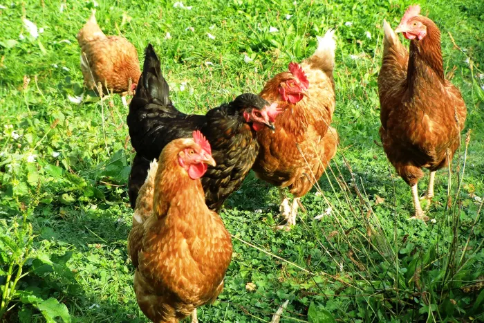 how to care for fresh chicken eggs