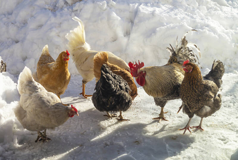 what is the smartest chicken breed