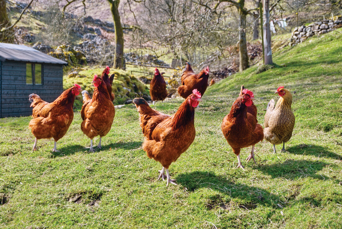 what is the friendliest chicken breed