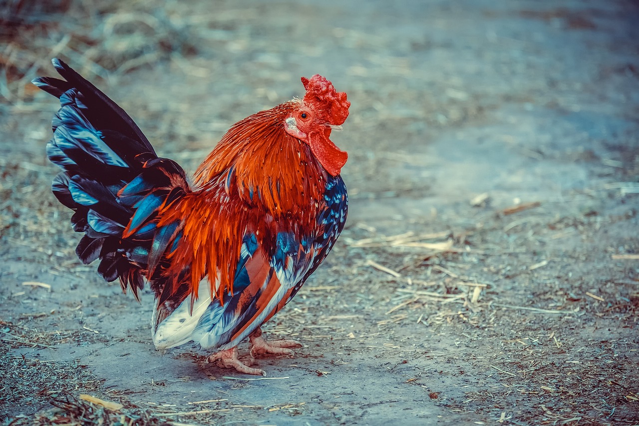 what is the most popular chicken breed