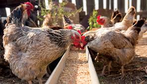 how much feed does a chicken eat per day