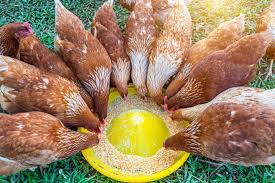 what is difference between pellets and crumbles of chicken feed