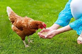 how to mix diatomaceous earth with chicken feed