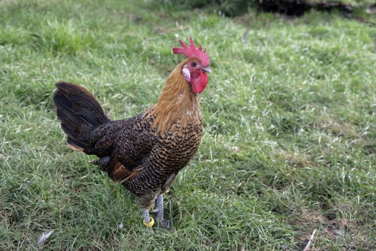 what is the most docile chicken breed