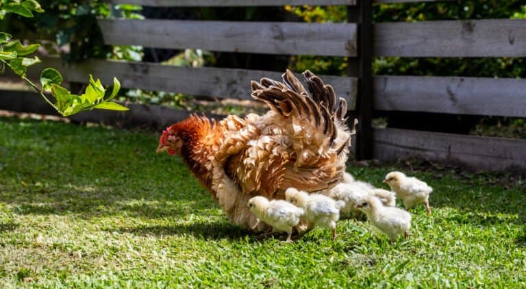 chicken vet care