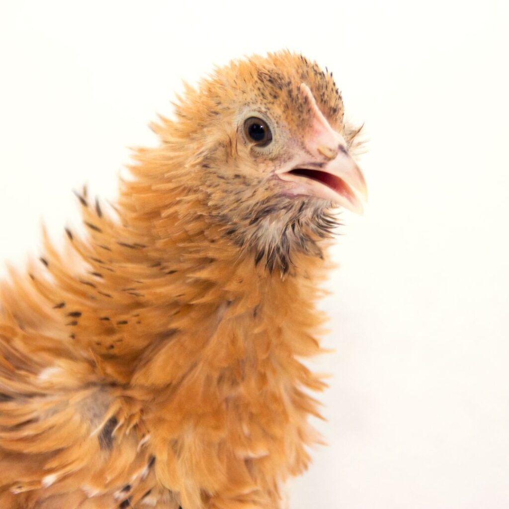 what breed of chicken goes broody the most