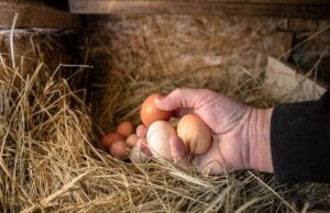 Egg Laying