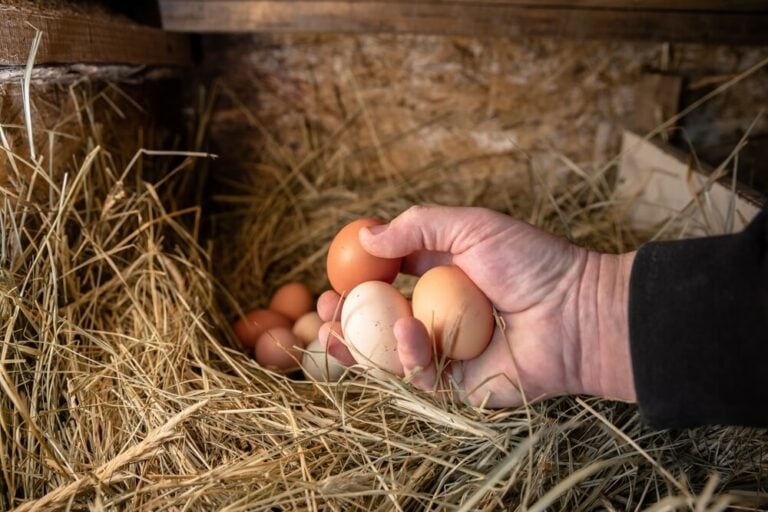 what age do chickens start laying
