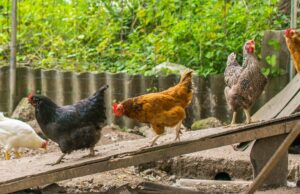 Egg Laying