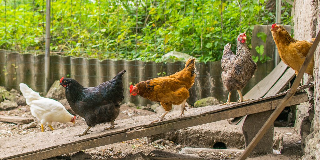 how to get more eggs from chickens
