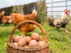 Egg Laying
