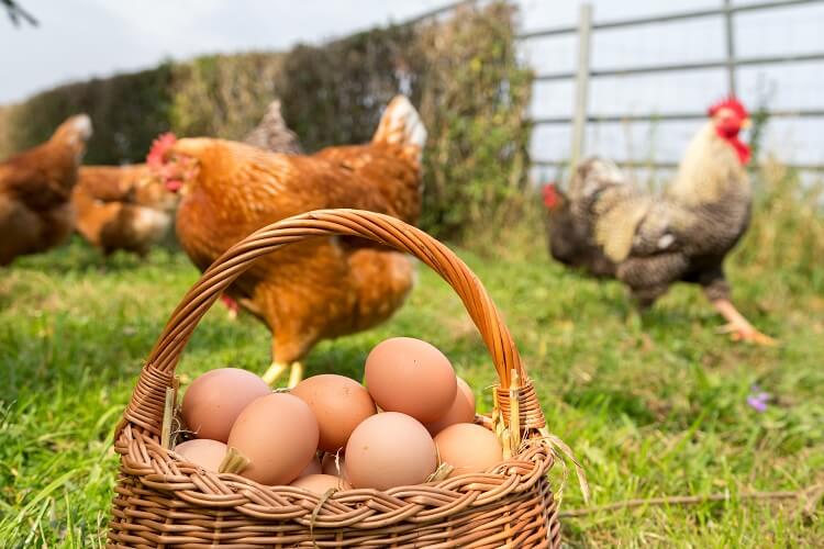 how to protect eggs in cold weather
