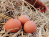 Egg Laying