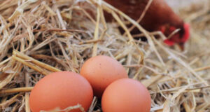 Egg Laying