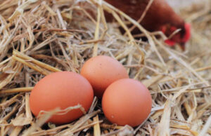 Egg Laying
