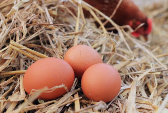 How to raise chickens for egg production Egg Laying
