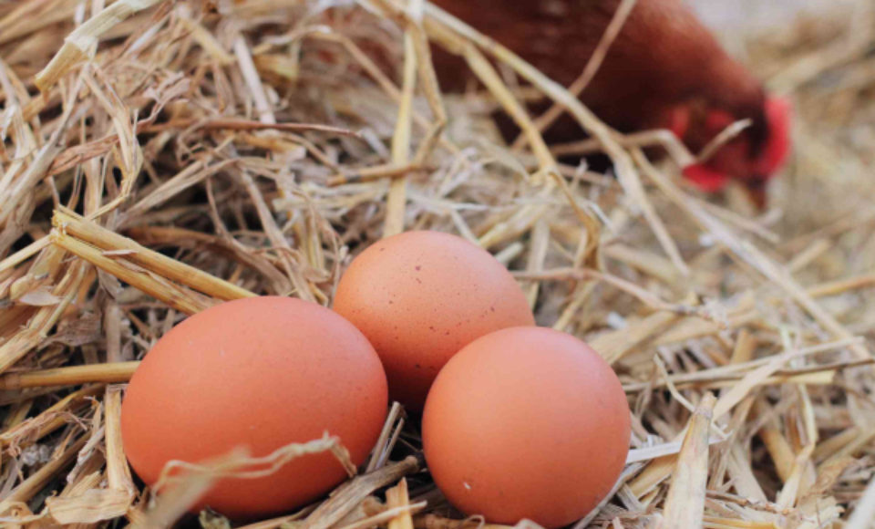 Egg Laying