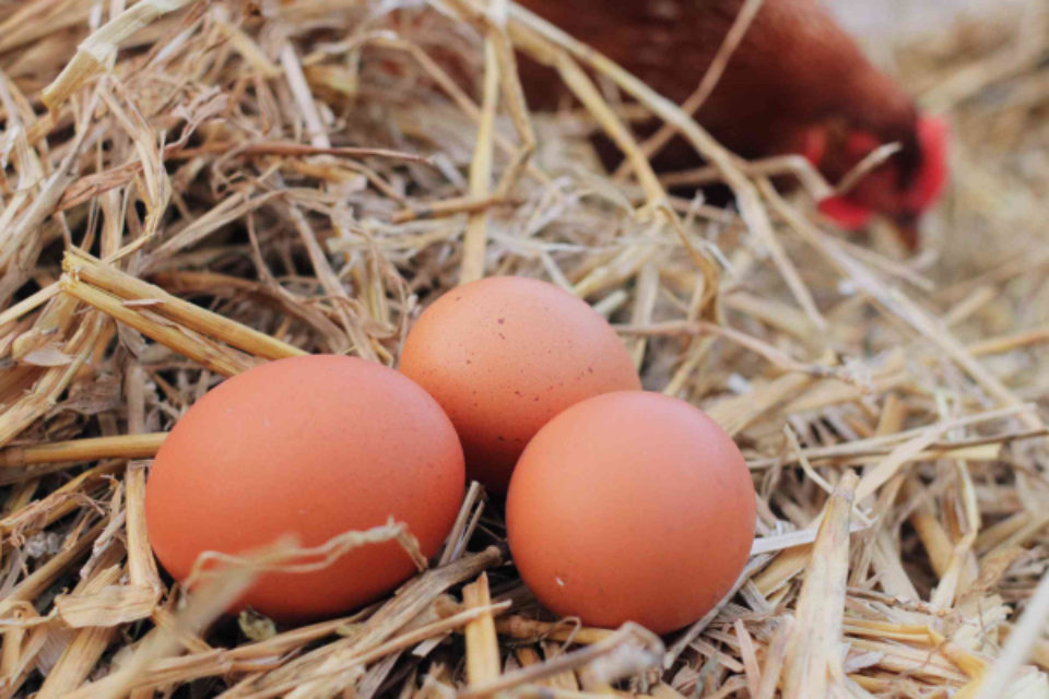 how to tell if a chicken is egg bound