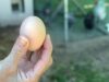Egg Laying