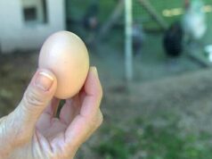 Egg Laying