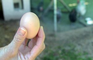 Egg Laying