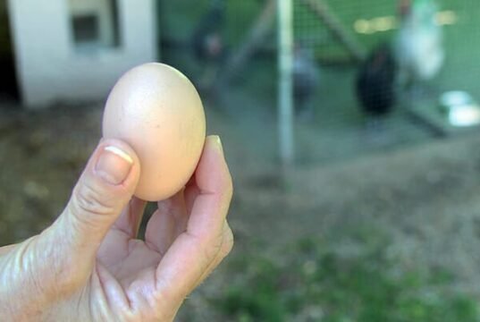 Collecting backyard chicken eggs Egg Laying