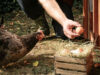 Egg Laying