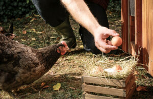 Egg Laying
