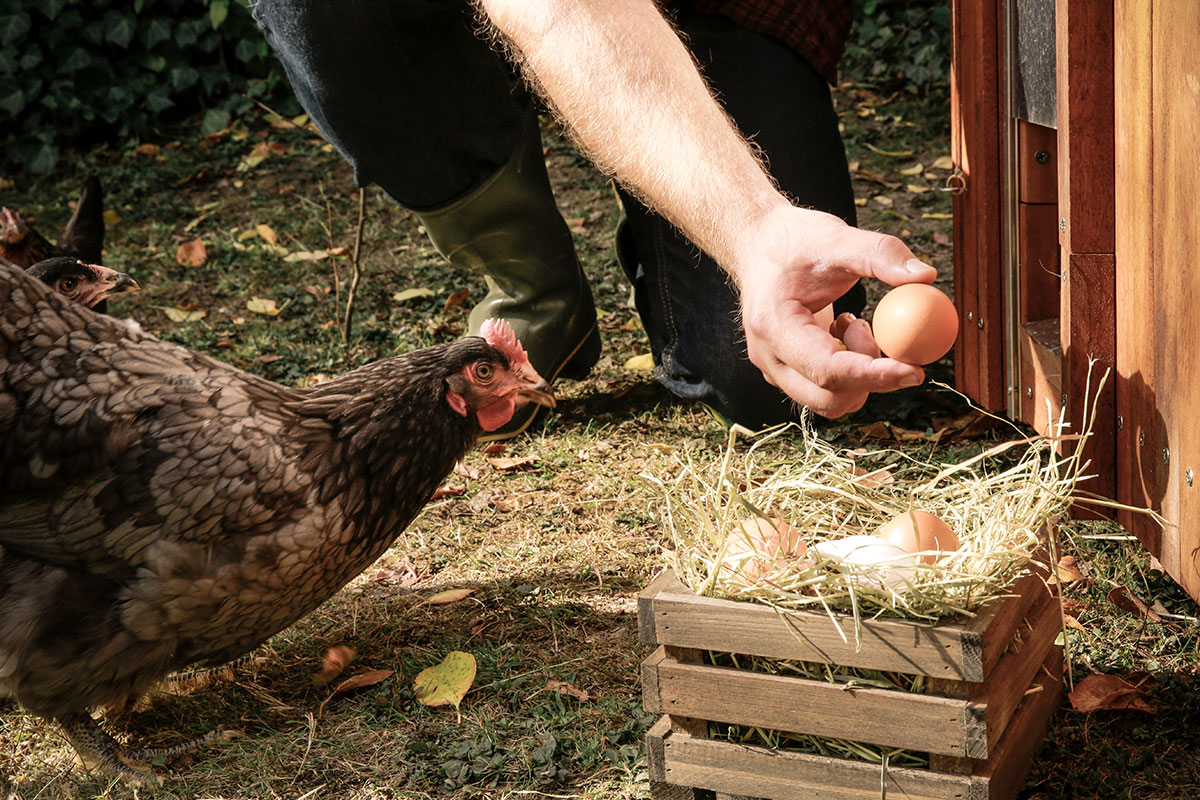 do hens lay eggs during heatwaves