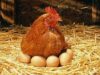 Egg Laying