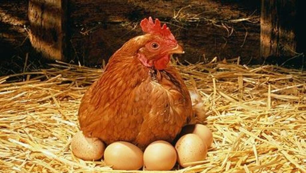 Egg Laying