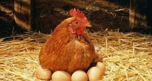 Egg Laying