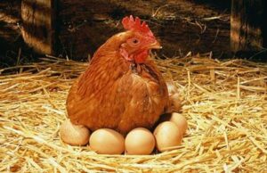 Egg Laying