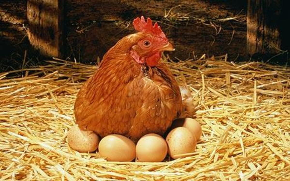 what age do chickens start laying