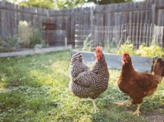 Egg Laying