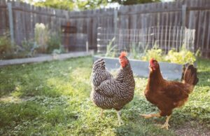 Egg Laying