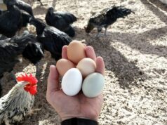 Egg Laying